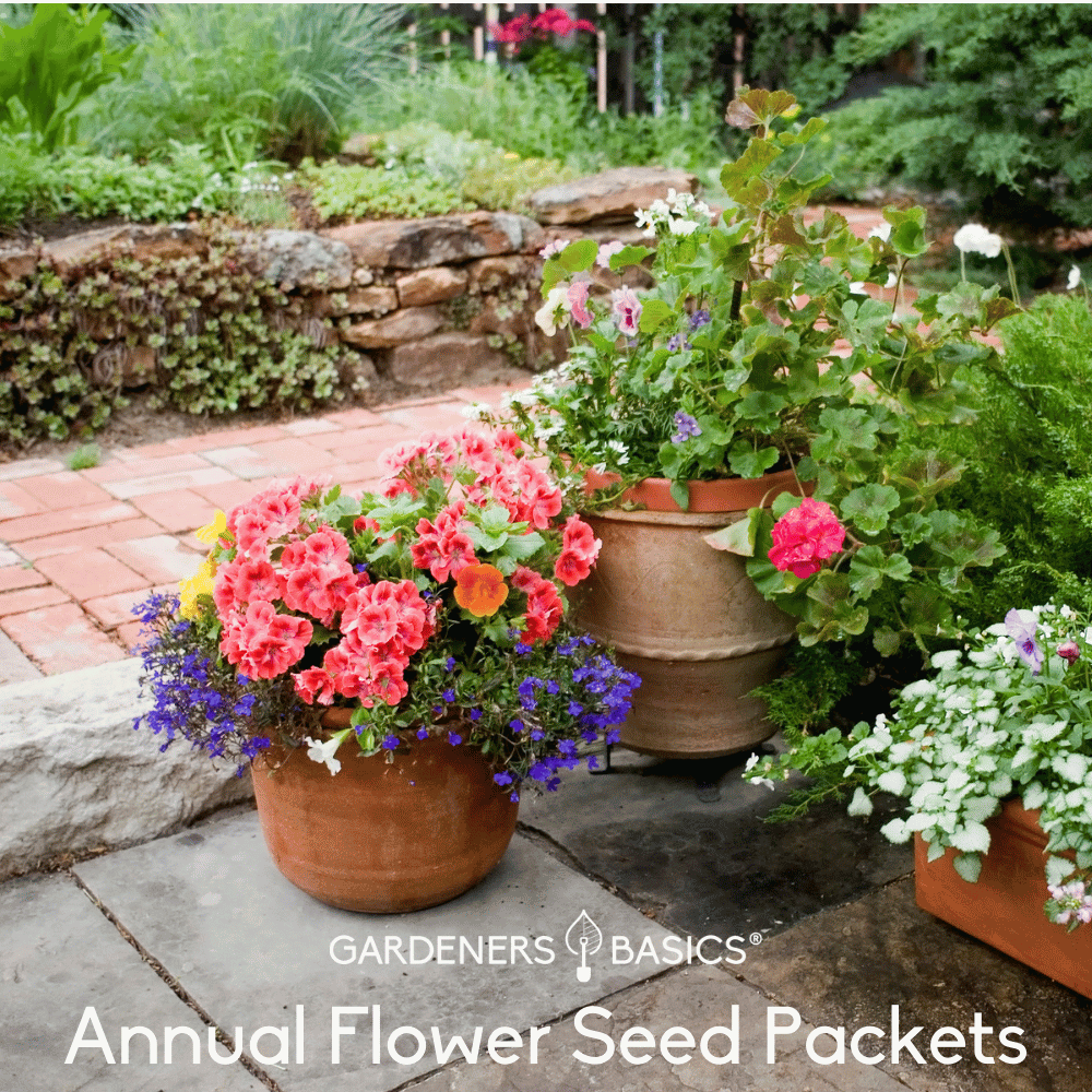  Flower Seeds Packets for Planting 35 Individual Varieties  Perennial, Annual, Wildflower Seeds for Planting Outdoors for Bees and  Butterflies - Semillas de Flores Hermosas by Gardeners Basics. : Patio,  Lawn & Garden