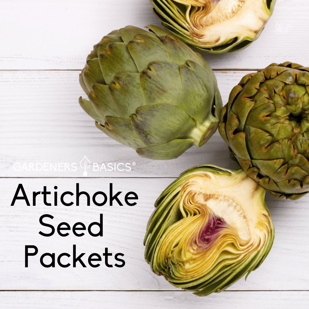 Artichoke Seeds for Planting Unlock the Secrets to a Bountiful Harvest