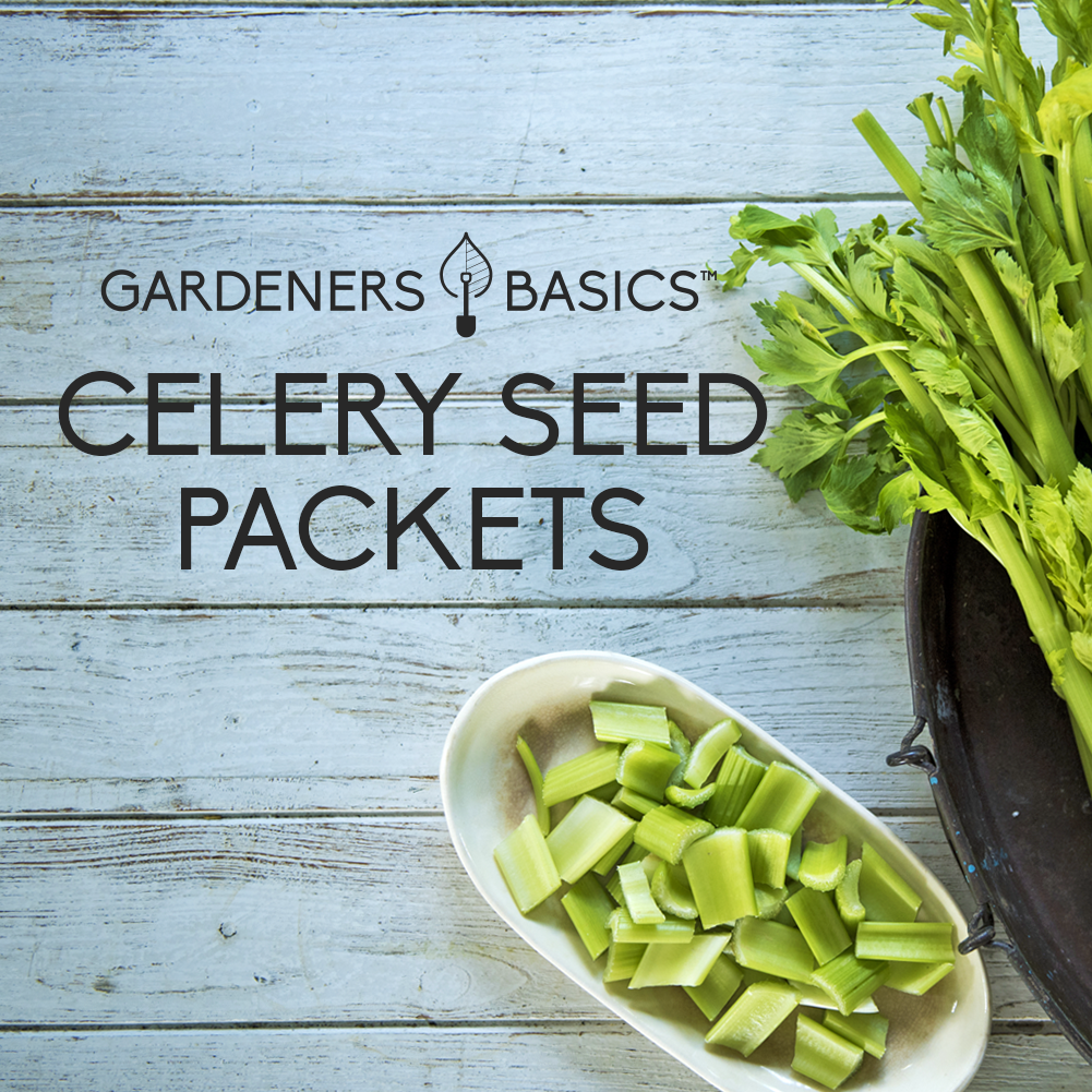 Celery Seed Planting Success The Essential Guide for Home Gardeners Gardeners Basics