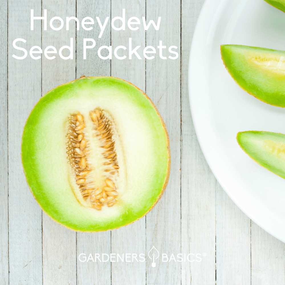 Honeydew Seeds for Planting A Flavorful and Nutritious Fruit Garden