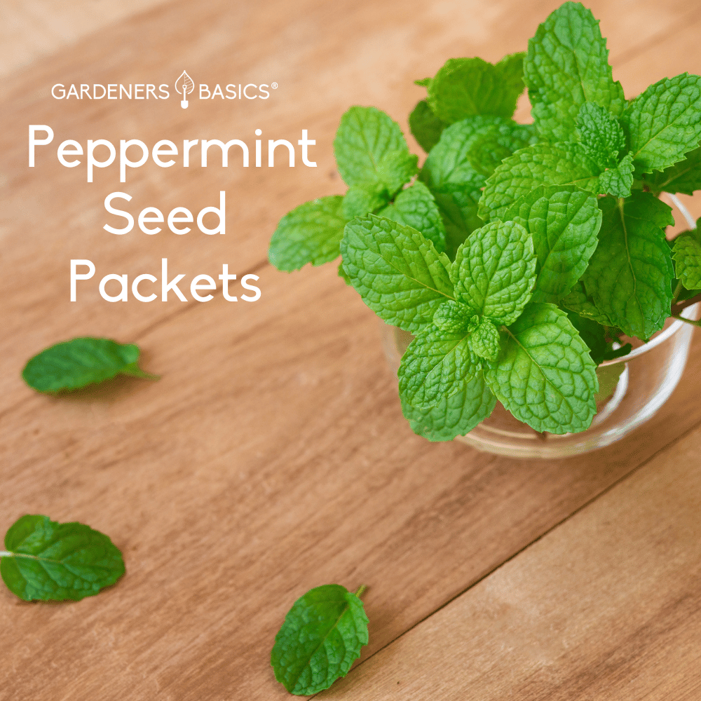 Planting Peppermint Seeds Unlock the Benefits of This Aromatic Herb