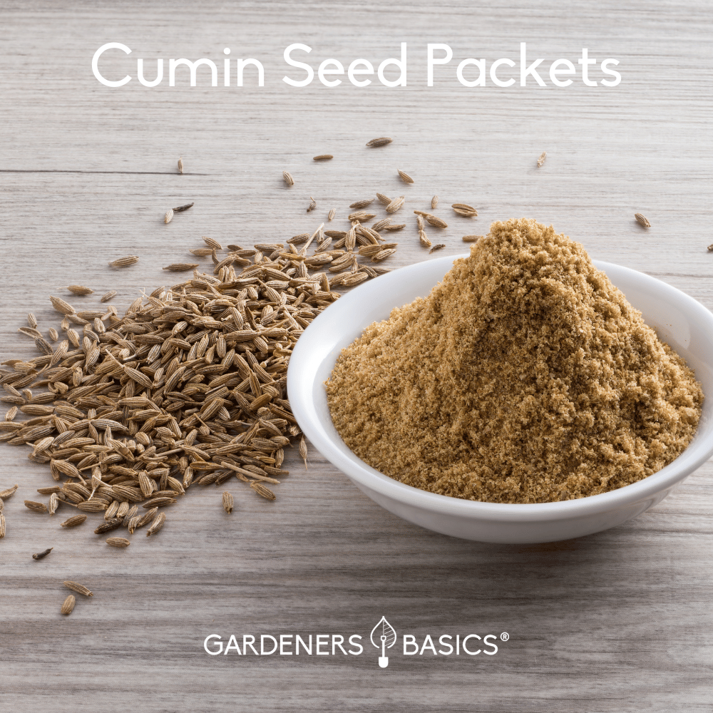 Cumin Seeds for Planting Spice Up Your Garden and Your Kitchen