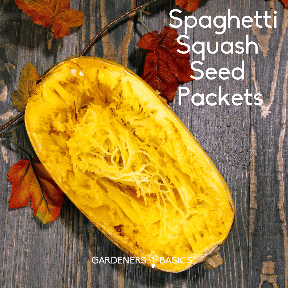 Grow Your Own Pasta Alternative HighQuality Spaghetti Squash Seeds