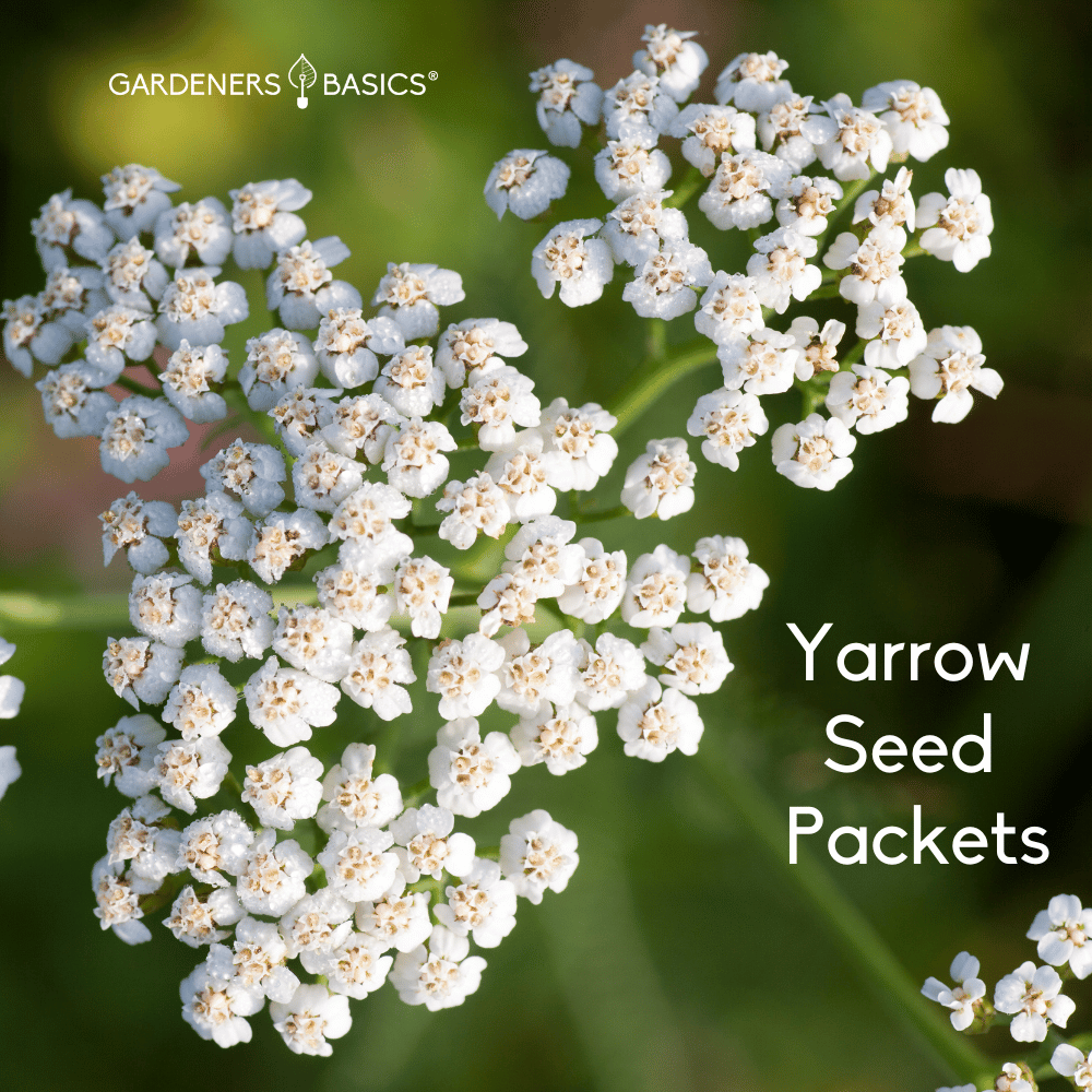 Yarrow Seeds for Planting Flowers with Aesthetic & Medicinal Benefits