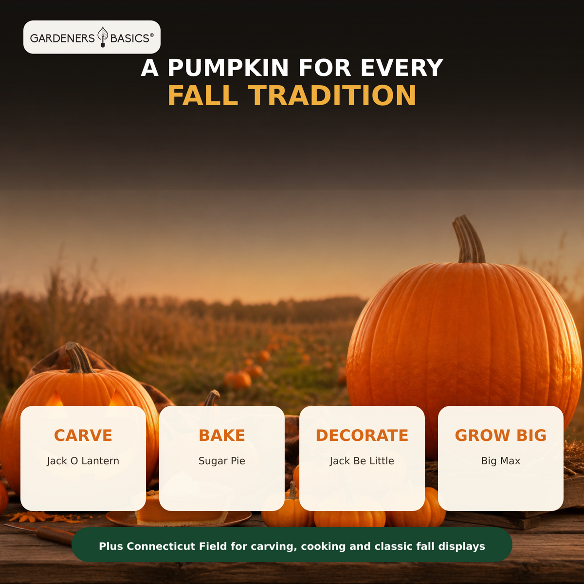 Four-step outdoor pumpkin seed planting guide for a home pumpkin patch