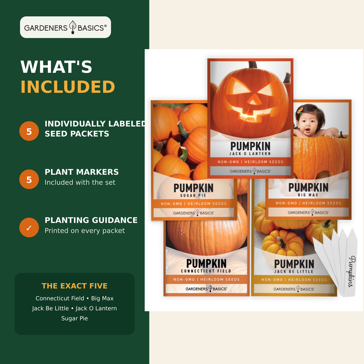 Five heirloom pumpkin varieties ranging from miniature pumpkins to giant pumpkins