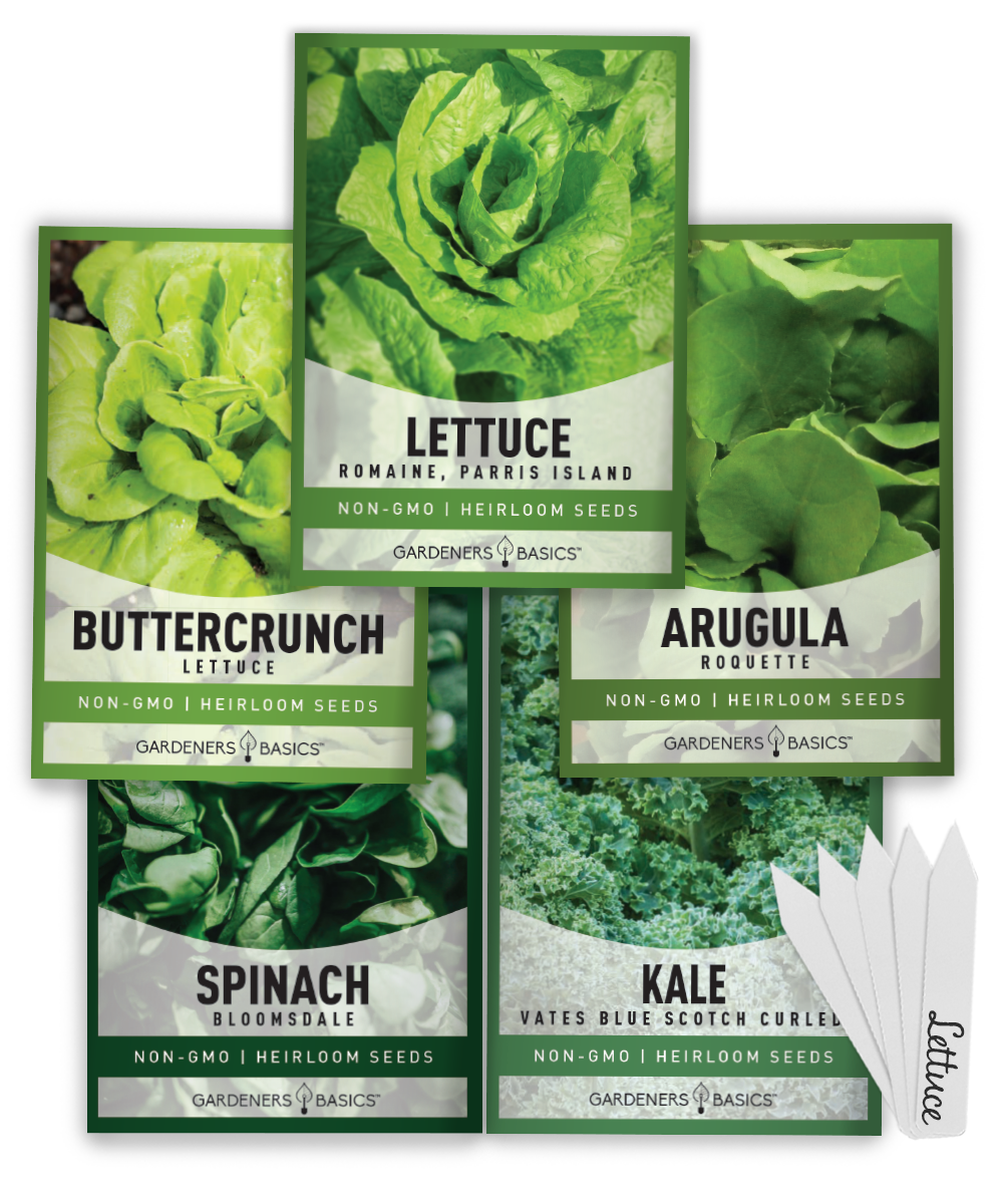 Grow Lettuce, Kale, Spinach & Arugula at Home - Complete Non-GMO Salad Garden Kit for Indoor & Outdoor Growing