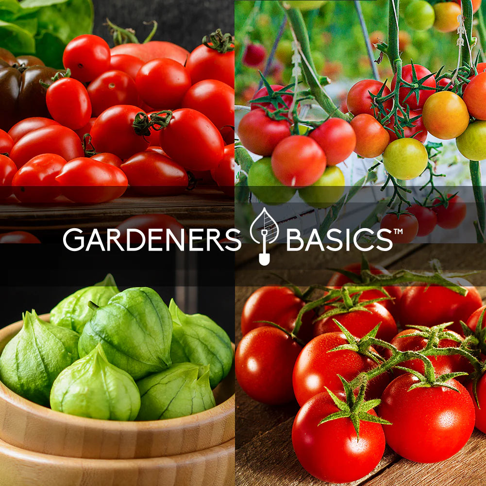 Best Tomato Seeds for Planting – Starter Kit with Roma, Cherry & Heirlooms