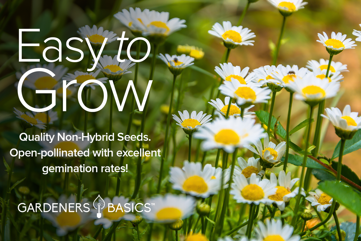 White daisies in bloom with Gardeners Basics Easy to Grow, non-hybrid and open-pollinated seed message
