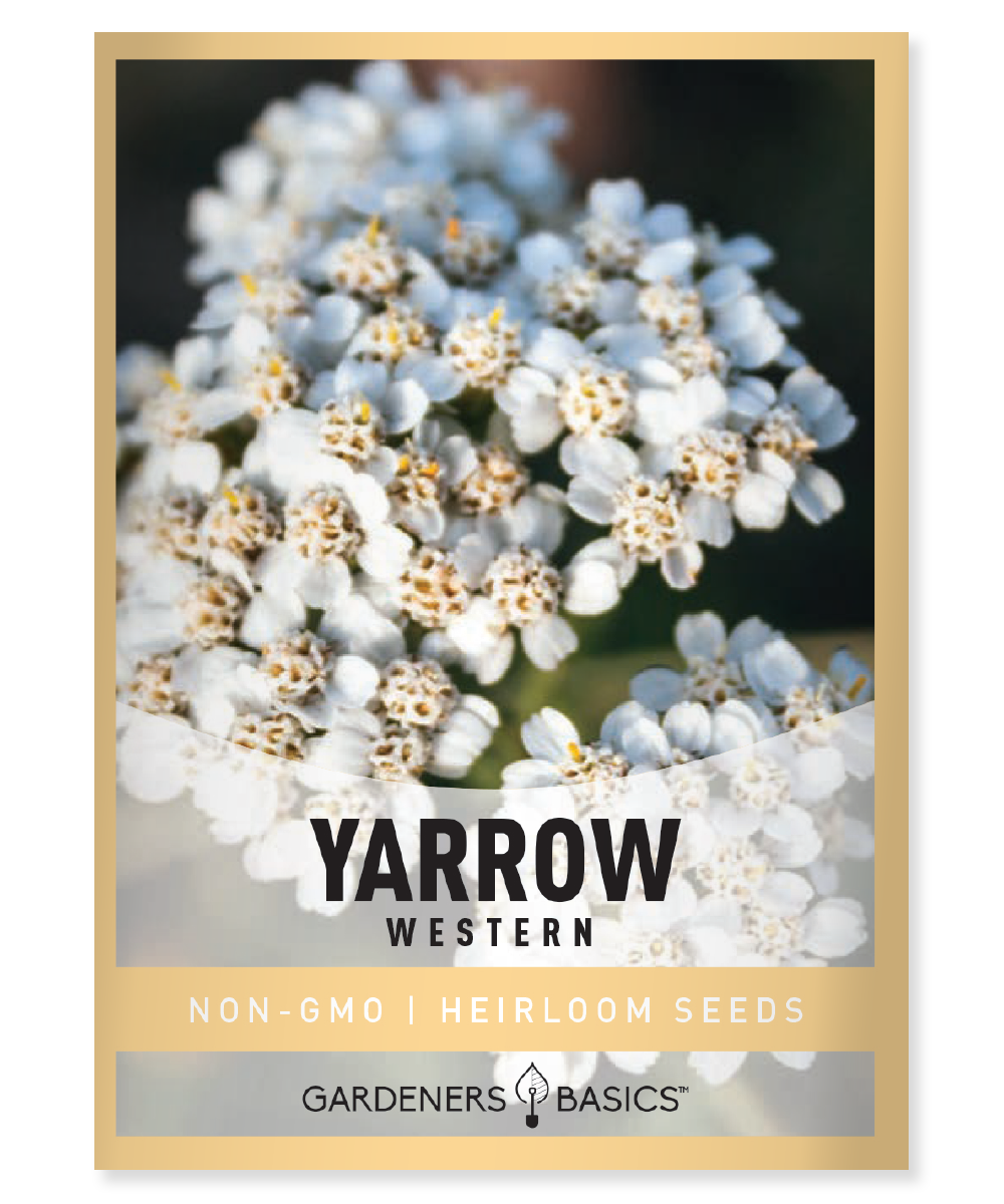 Western Yarrow Achillea millefolium occidentalis Native plant Drought-tolerant Perennial Dryland areas Restoration projects Xeriscape gardening White flowers Full sun Resilient Erosion control Medicinal plant Indigenous communities Pollinators Beneficial insects Gardening tips Plant characteristics Life cycle Science of drought tolerance