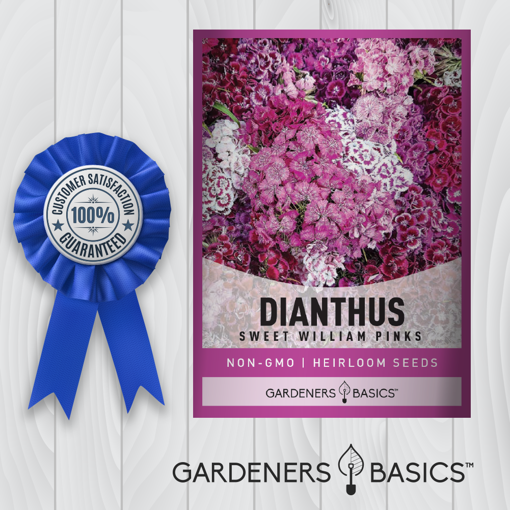 The Best Companion Plants for Sweet Williams Pinks