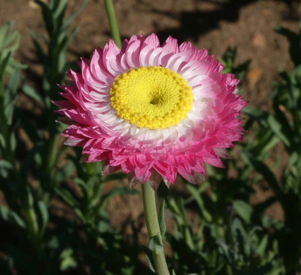 Everything You Need to Know About Growing and Enjoying Paper Daisies in Your Garden