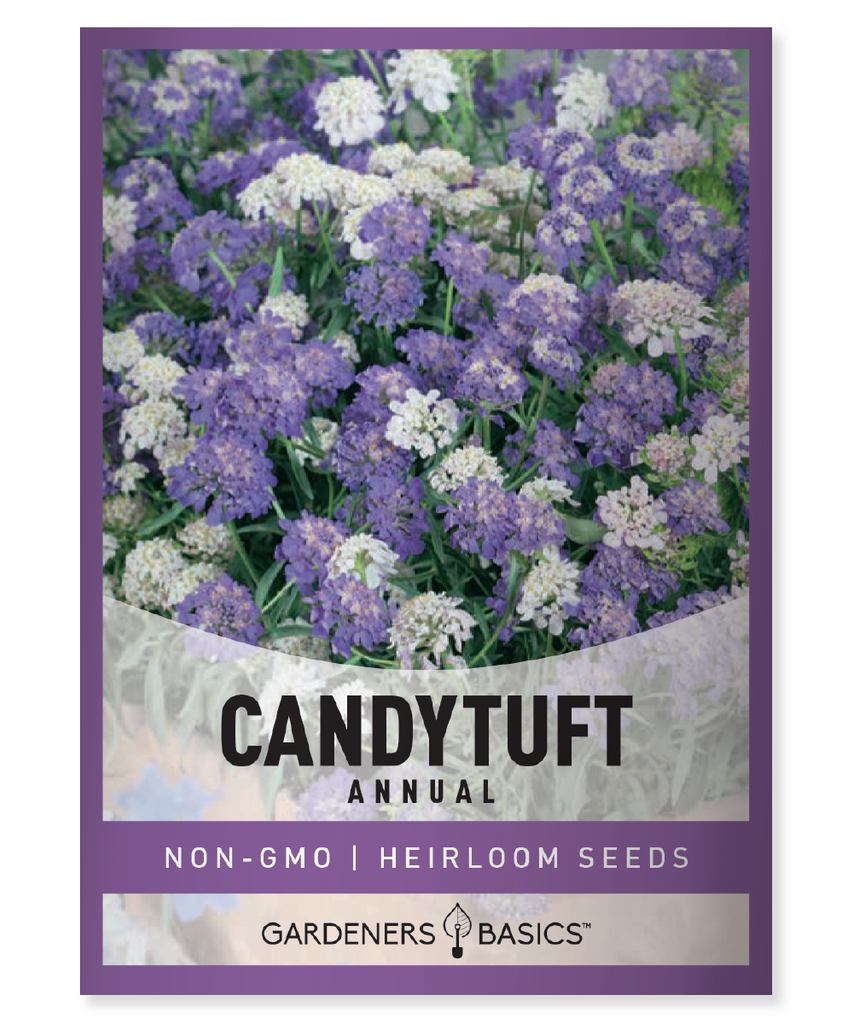 Annual Candytuft, Flower Seeds, Iberis Umbellata, Fast-Growing, Vibrant Blooms, Mixed Colors, Low-Maintenance, Garden, Summer Blooms, Full Sun, Partial Shade, Borders, Beds, Rock Gardens, Containers, White Flowers, Pink Flowers, Purple Flowers, Dry Moisture, Moderate Moisture, Planting