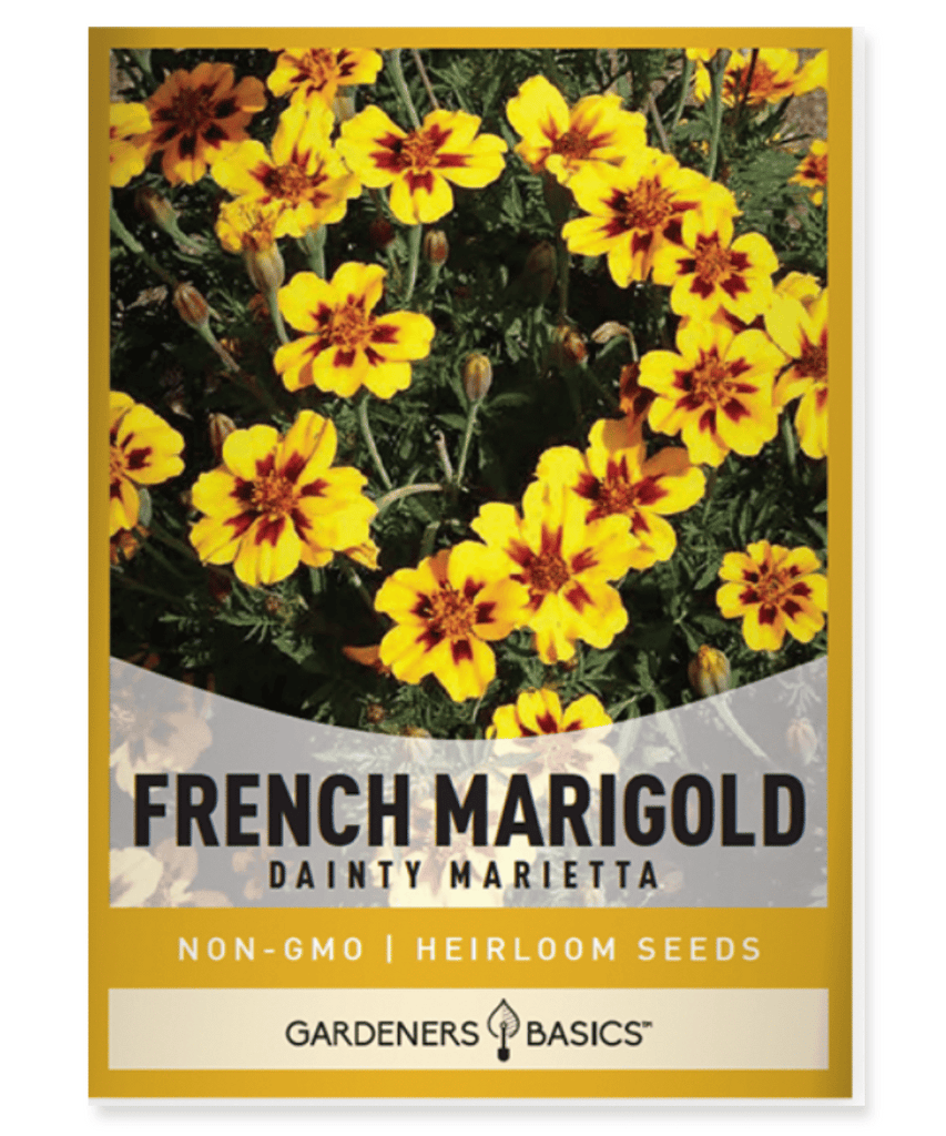 French Marigold Dainty Marietta Dwarf variety Bicolored flowers Container plant Bedding plant Border plant Pollinator garden Insect pest control Annual plant
