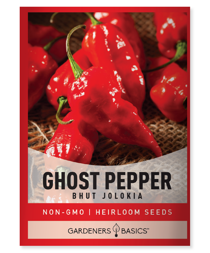 Ghost Pepper seeds Bhut Jolokia seeds Ghost Pepper planting Ghost Pepper germination Growing Ghost Peppers Harvesting Ghost Peppers Ghost Pepper cultivation Bhut Jolokia cultivation Ghost Pepper gardening Super-hot pepper seeds Ghost Pepper care Chili seeds for planting Ghost Pepper seedlings Bhut Jolokia growing tips Ghost Pepper Scoville rating