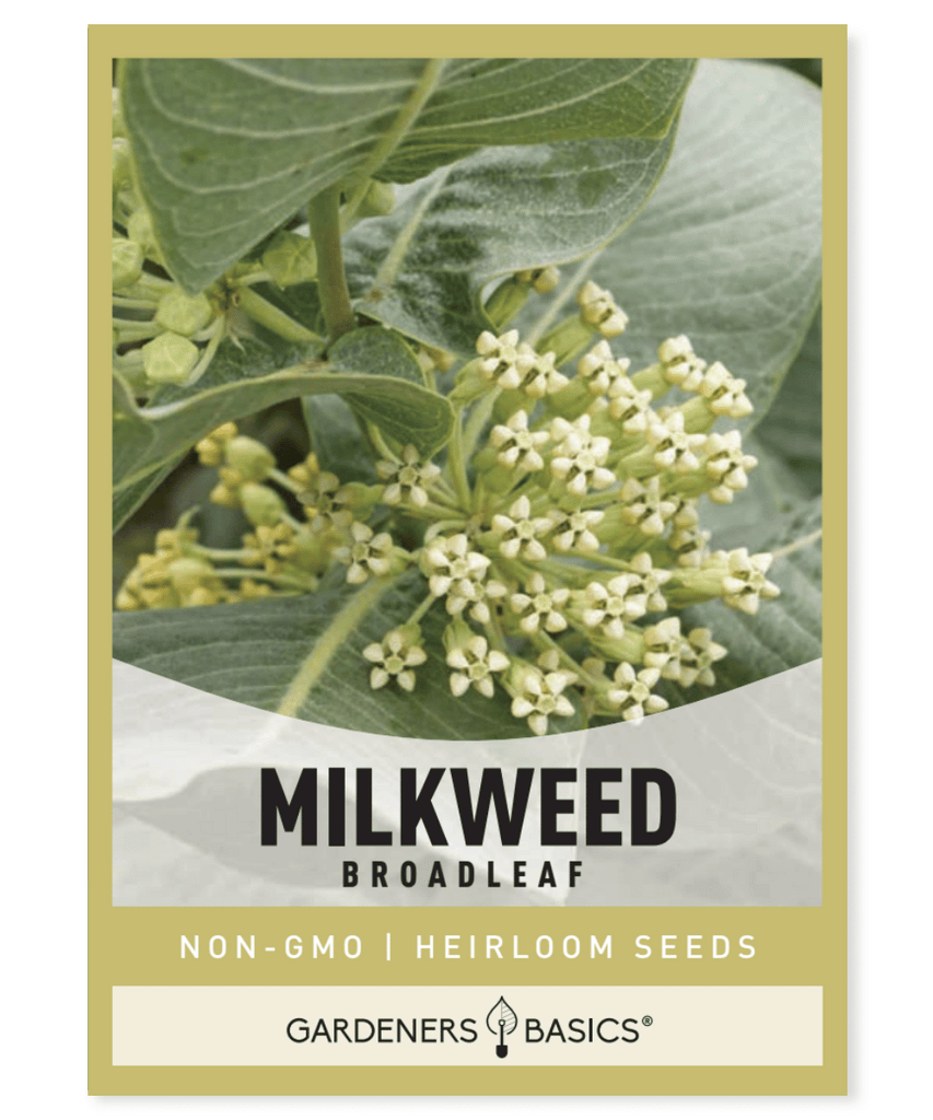 Broadleaf Milkweed Asclepias latifolia Native perennial Monarch butterfly Pollinator garden Xeriscaping Drought-tolerant Resilient plant Host plant Honey bees Bumble bees Native bees Full sun Dry conditions Fall bloom Summer bloom
