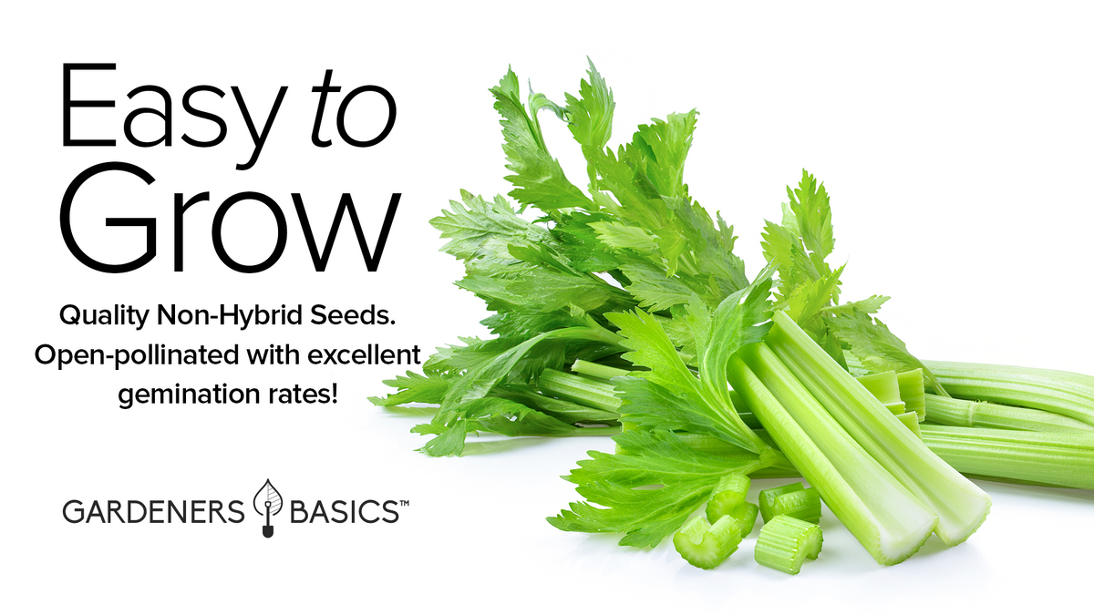 UT 52-70 Celery Seeds For Planting Non-GMO Seeds For Home Vegetable Garden Easy To Grow