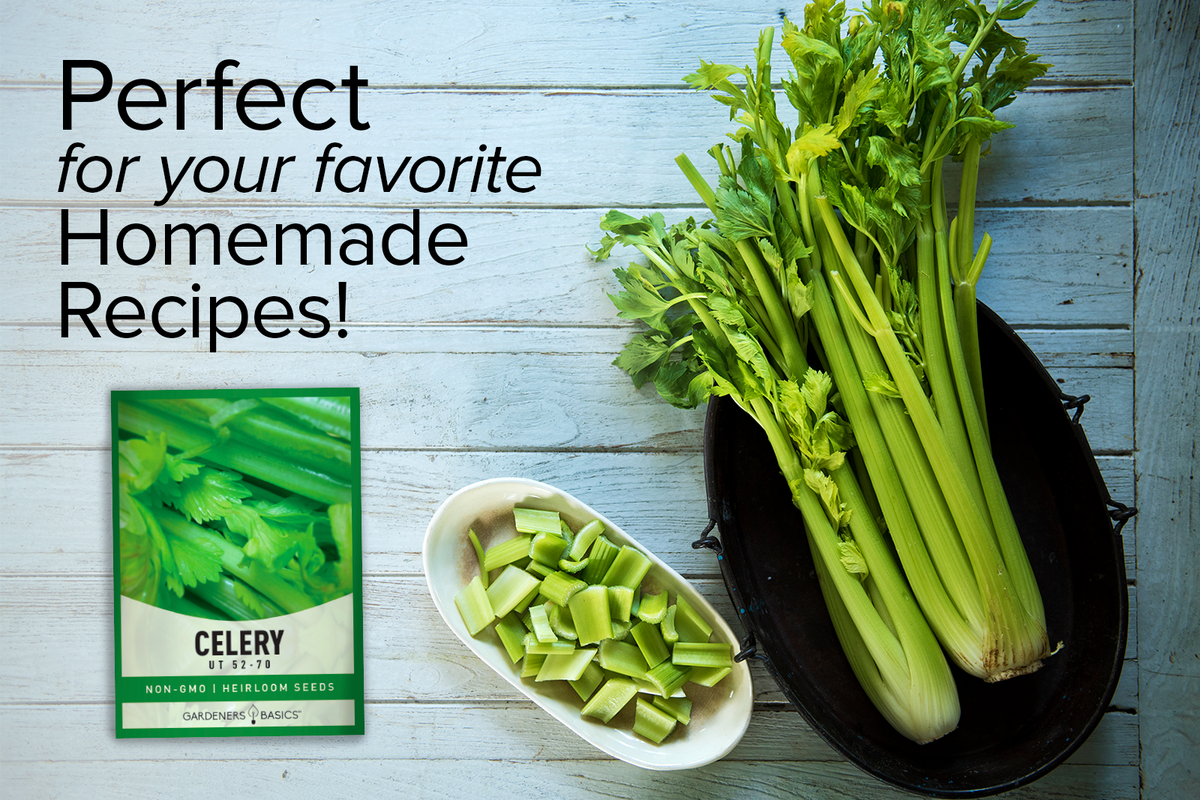 UT 52-70 Celery Seeds For Planting Non-GMO Seeds For Home Vegetable Garden Homemade Recipes