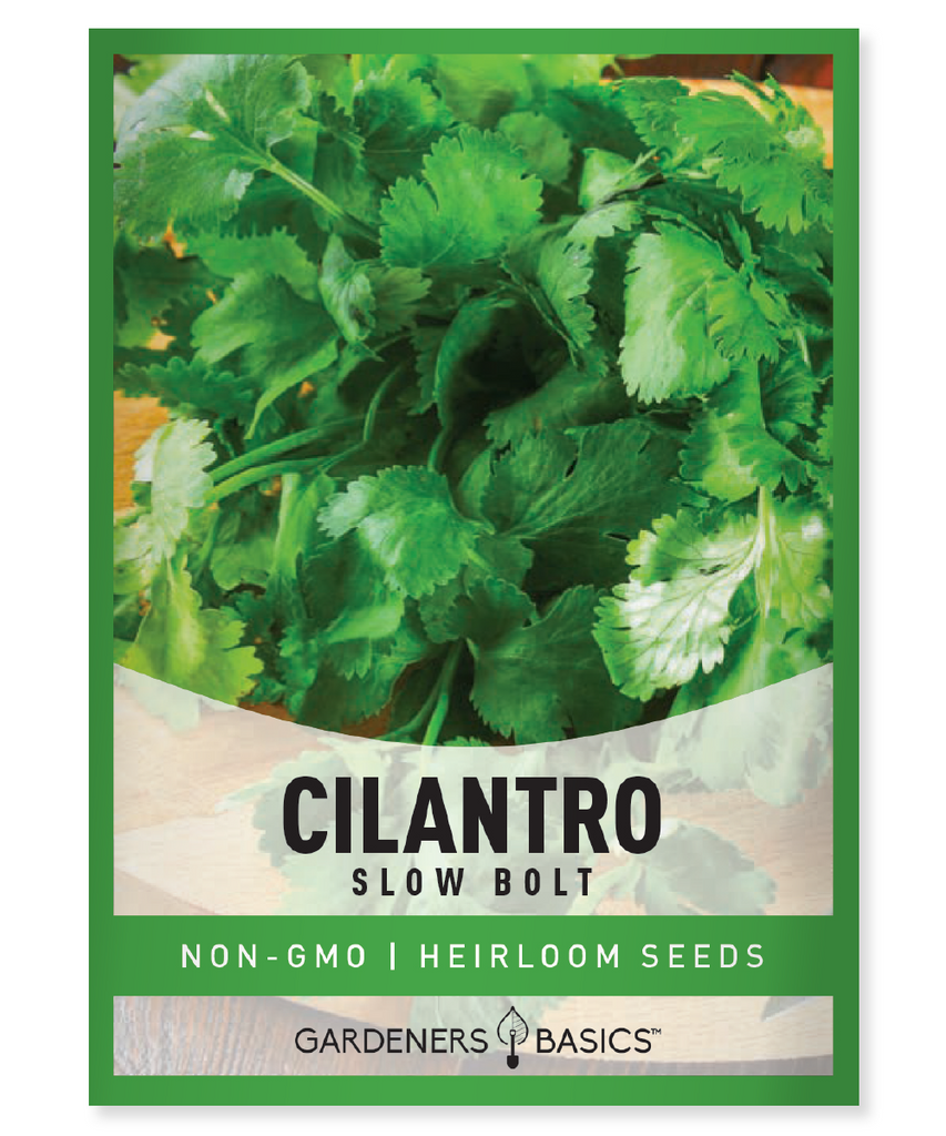 Leisure Cilantro Seeds, Cilantro Seeds for Planting, Homegrown Cilantro, Grow Your Own Herbs, Non-GMO Cilantro Seeds, Fresh Cilantro, Aromatic Cilantro, High Germination Rate, Easy-to-Grow Cilantro, Sustainable Gardening, Organic Cilantro, Culinary Herbs, Health Benefits of Cilantro, Disease-Resistant Cilantro, Flavorful Cilantro, Eco-Friendly Packaging