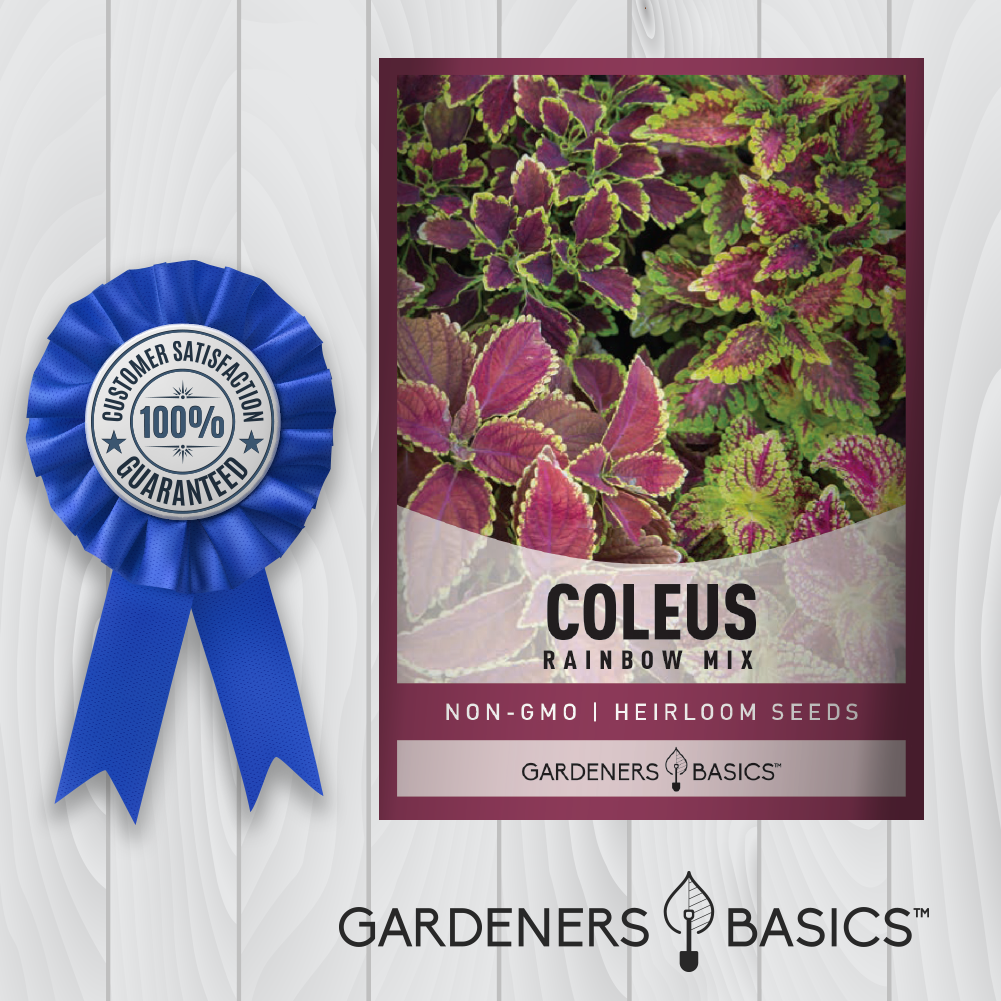 Grow a Living Tapestry with Rainbow Mix Coleus Seeds for Planting