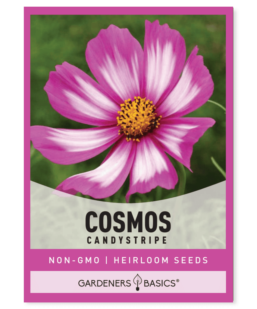 Cosmos Candystripe Mexican flower White flowers Rose markings Mix of colors Annual seed type Cutting flowers Beds and borders Pollinator garden Full sun Well-draining soils Dry to moderate moisture Fall blooming flowers Summer flowers