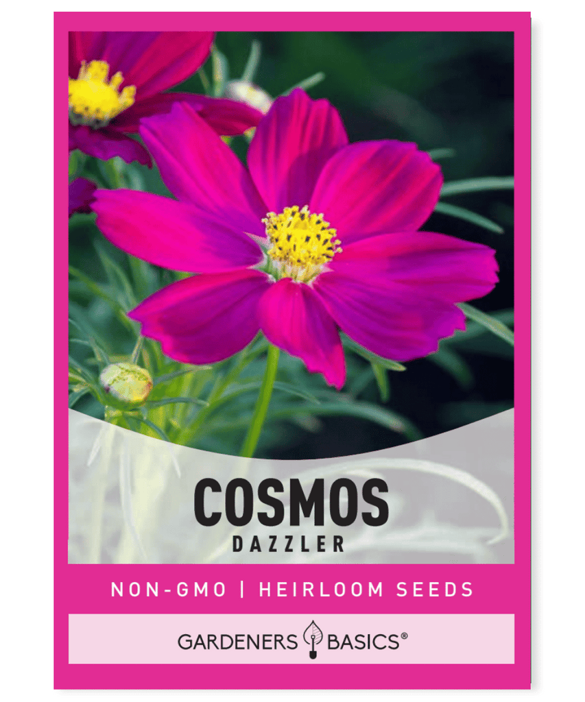 Cosmos Dazzler Mexico Crimson Yellow center Annual Full sun Well-drained soils Cutting Beds Borders Pollinator garden Lean soils Vibrant Eye-catching Fall blooming Summer blooming Versatile Attracts pollinators