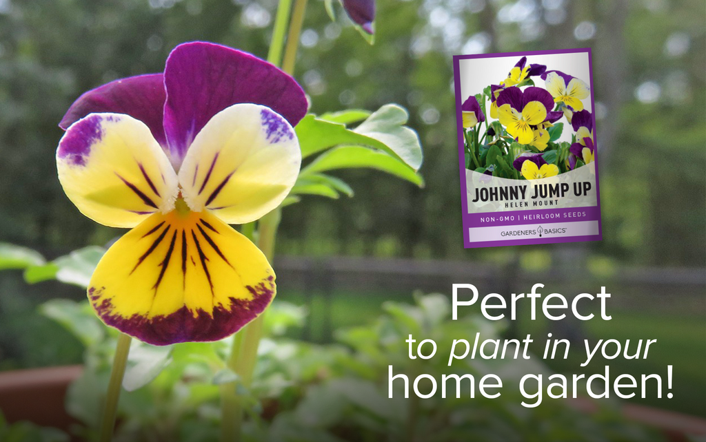 Helen Mount Johnny Jump Up Seeds - Low Maintenance & Reseeding Viola