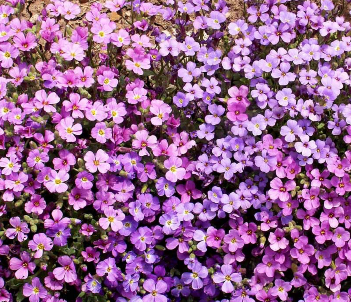 Transform Your Border Edges with Aubrieta Deltoidea