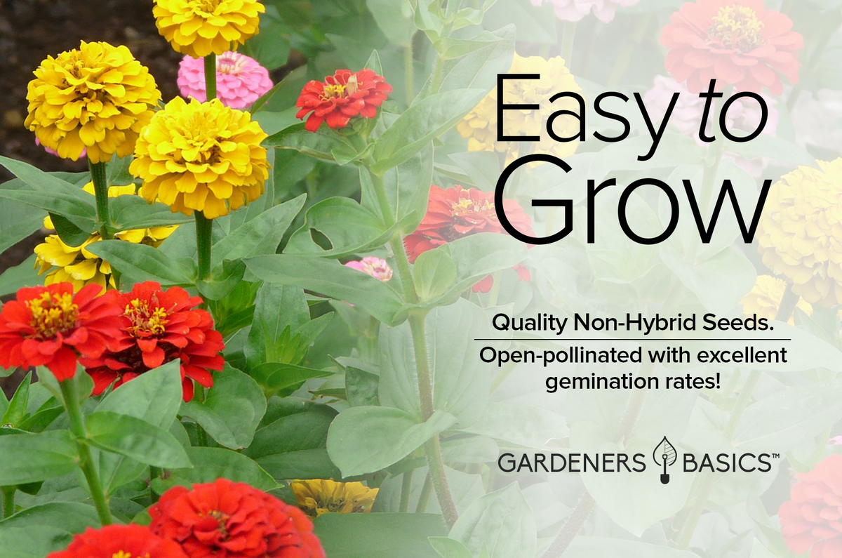 The Importance of Pollinator Plants: Zinnia Lilliput Mix and Beyond