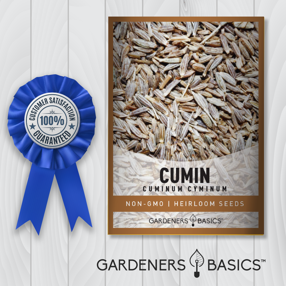 The Ultimate Guide to Growing Organic Cumin Seeds