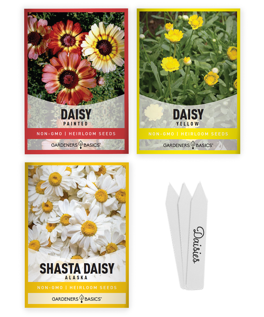Daisy seeds Flower seeds Daisy assortment pack Perennial flowers Pollinator-friendly garden Non-GMO seeds Heirloom seeds Cut flowers USA-grown seeds Bees and butterflies Dwarf daisies Giant daisies Colorful blooms Gardening Seed harvesting