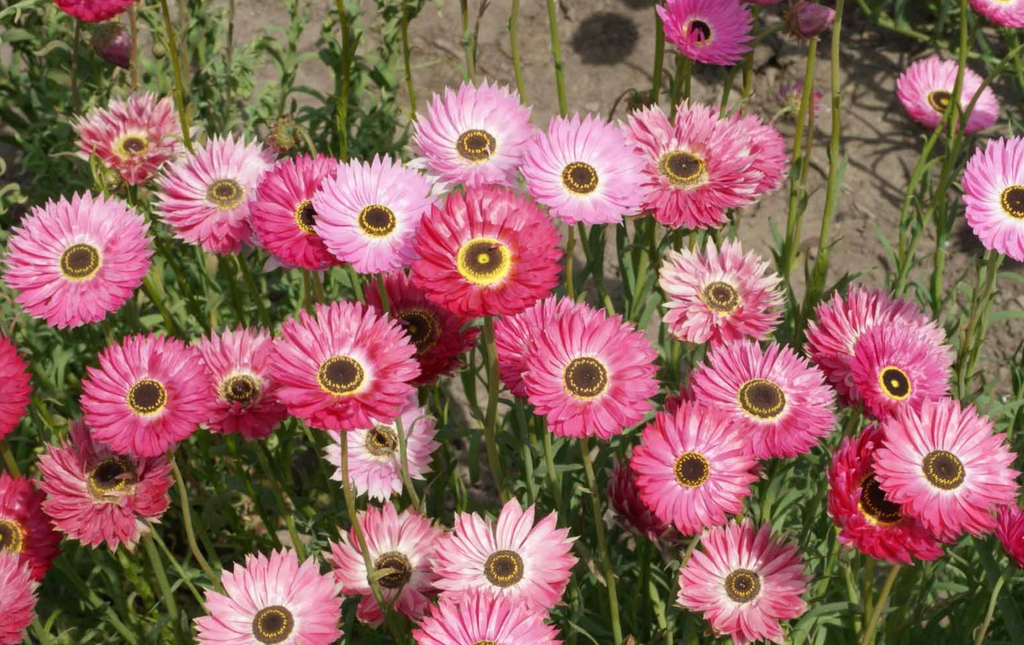 Summer Blooms: Discover the Magic of Helipterum Roseum, aka Paper Daisies