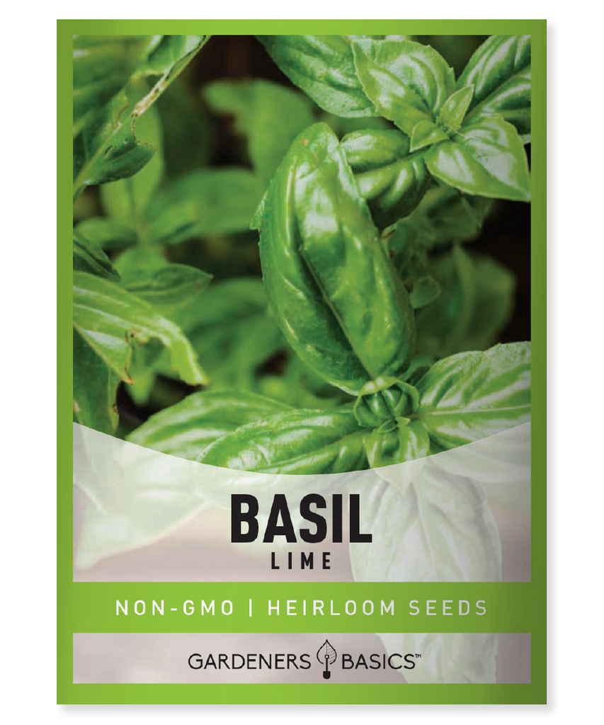 Lime Basil Seeds, Lime Basil, Germination, Growing, Harvesting, Basil Variety, Citrus Flavor, Home Garden, Herb, Culinary Uses