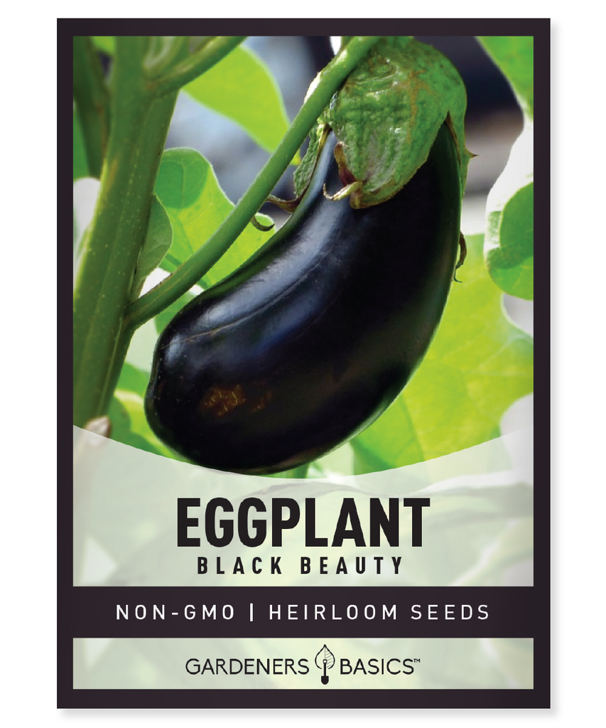 Black Beauty Eggplant Seeds Non-GMO Heirloom Seeds For Planting Home Vegetable Garden