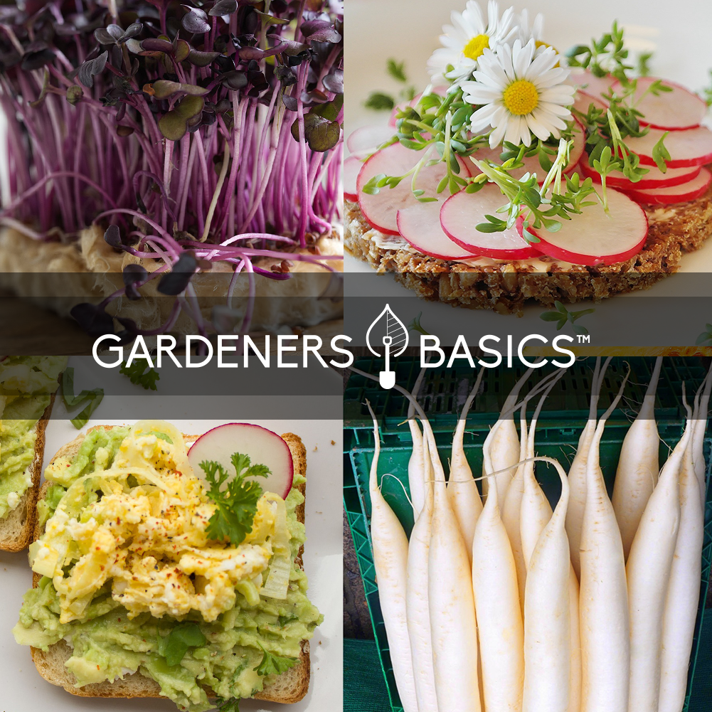 Grow Your Own Radishes with These Non-GMO Seeds