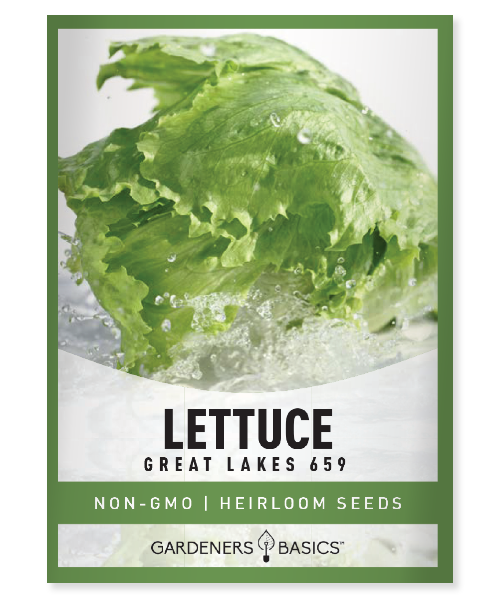 Great Lakes 659, lettuce seeds, head lettuce, seeds for planting, organic seeds, non-GMO seeds, vegetable garden, greenhouse, gardening, fresh lettuce, crisp lettuce, heat-tolerant, nutrient-rich, high germination rate, easy-to-grow, gardening success, salads, wraps, sandwiches, tipburn resistant