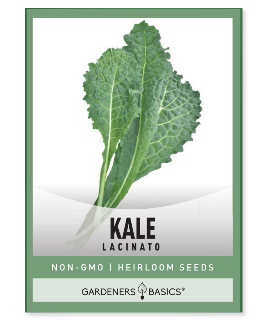 Experience the Unique Flavor of Lacinato Kale: Grow Your Own with Our High-Quality Seeds