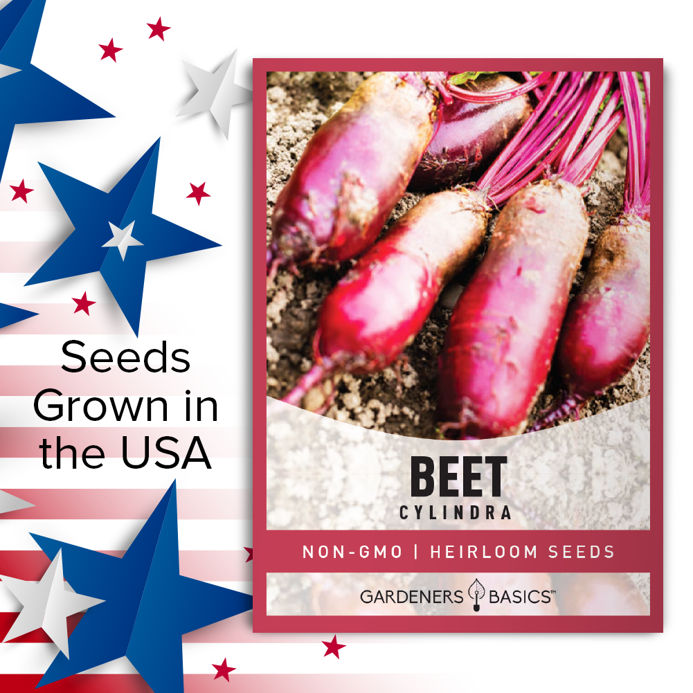 Boost Your Health with Nutrient-Rich Cylindra Beets from Your Garden