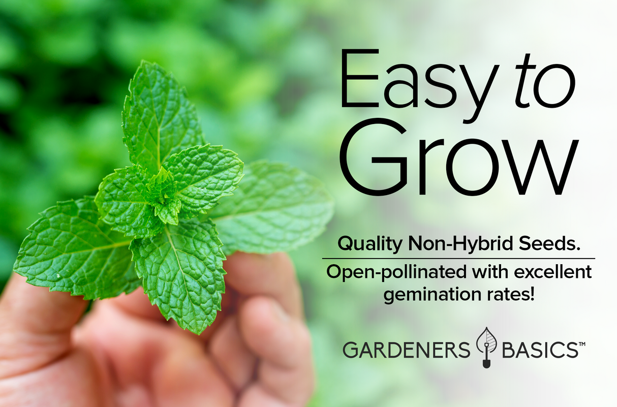 Peppermint Seeds for the Perfect Herb Garden: Plant Now