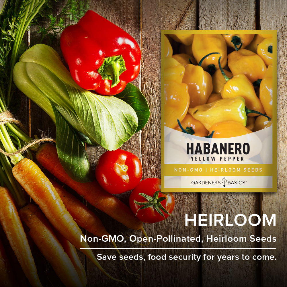 Yellow Habanero Pepper Seeds: A Beginner's Guide to Growing