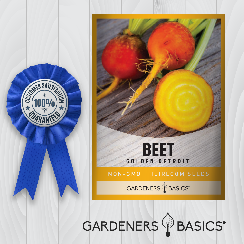 Pest Resistant & Tasty: The Golden Detroit Beet Advantage
