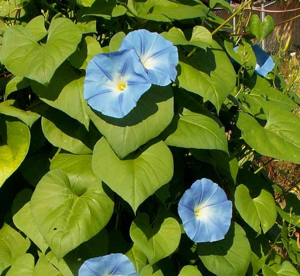 Ipomoea tricolor Heavenly Blue Seeds: Enchanting Garden Blooms