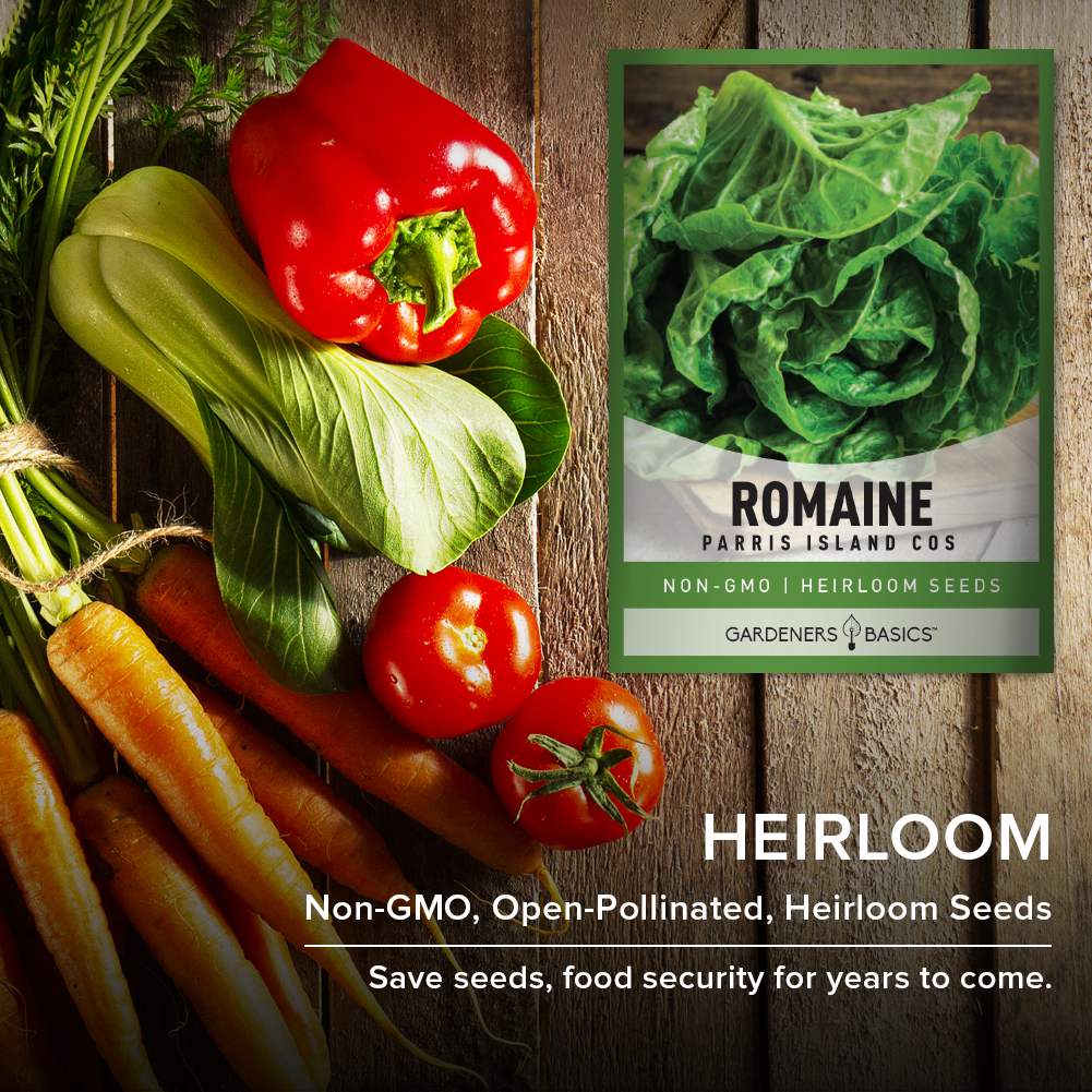 Heirloom Parris Island Cos romaine lettuce seeds for planting