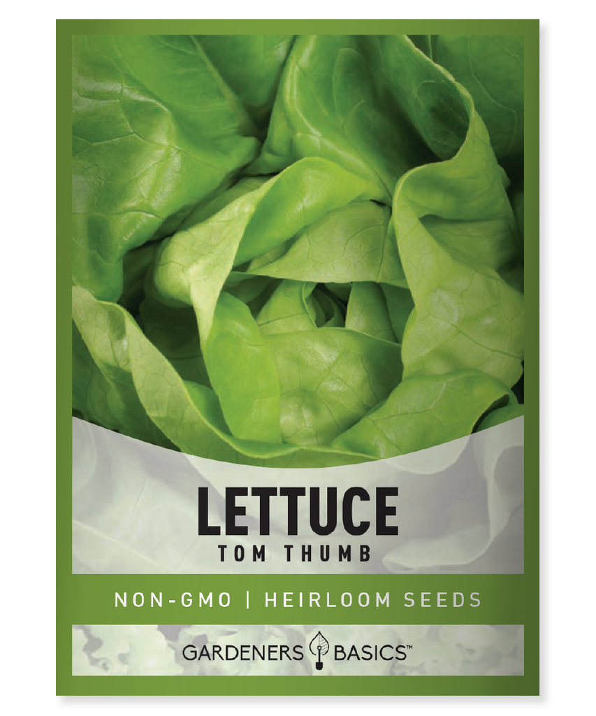 Tom Thumb Lettuce Lettuce Seeds Heirloom Lettuce Salad Greens Container Gardening Small Garden Urban Gardening Non-GMO Seeds Nutrient-Rich Greens Compact Lettuce Homegrown Lettuce Easy-to-Grow Cold-Tolerant Lettuce Healthy Salad Ingredients Garden Seeds Grow Your Own Greens Lettuce for Planting Fresh Salad Quality Seeds Heirloom Seeds