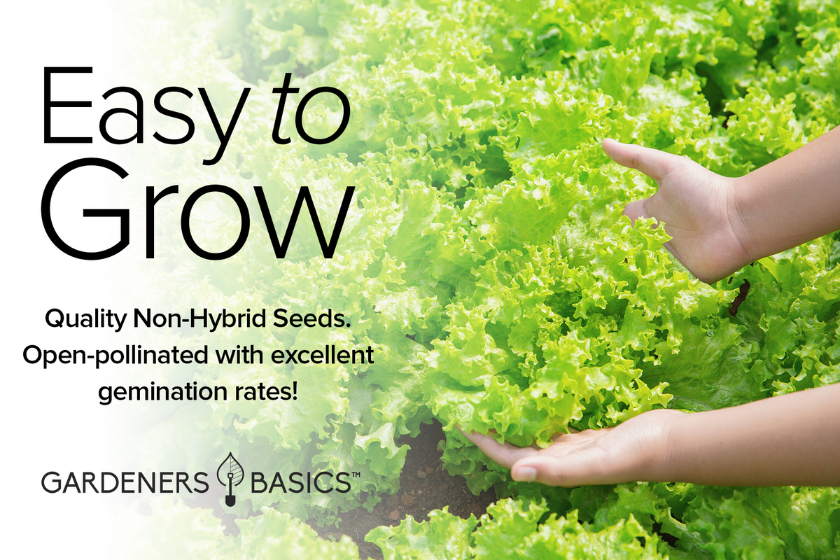 Healthy Greens Seed Collection for Your Salad Garden