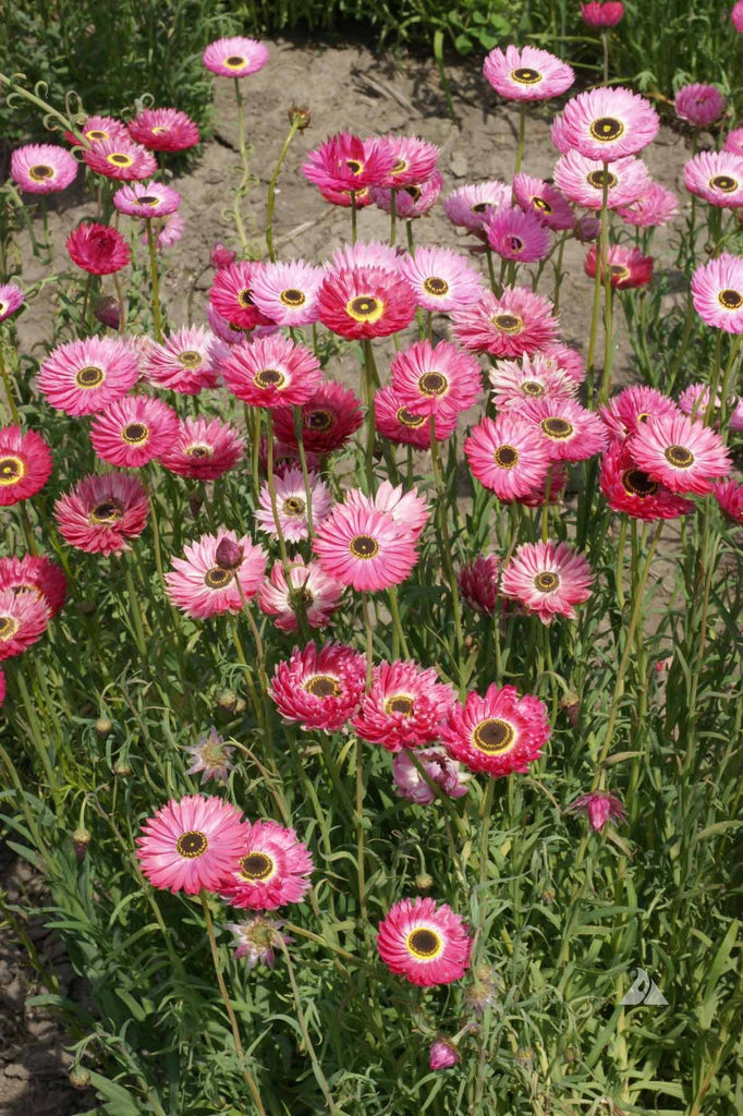 Transform Your Garden with Paper Daisies: From Planting to Drying and Beyond
