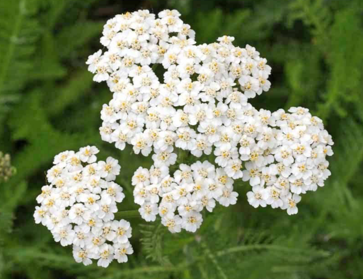 Western Yarrow: A Medicinal Plant with a Rich History
