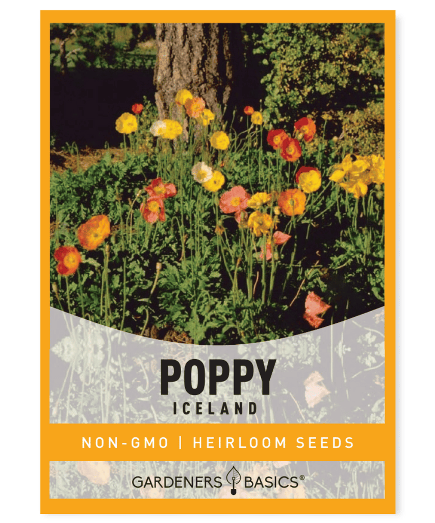 Iceland Poppy Papaver nudicaule Perennial Mixed Colors Short-lived Spring Bloom Summer Bloom Orange Yellow White Crepe Paper-like petals Full Sun Moderate Moisture Honey bees Pollinators Garden Planting