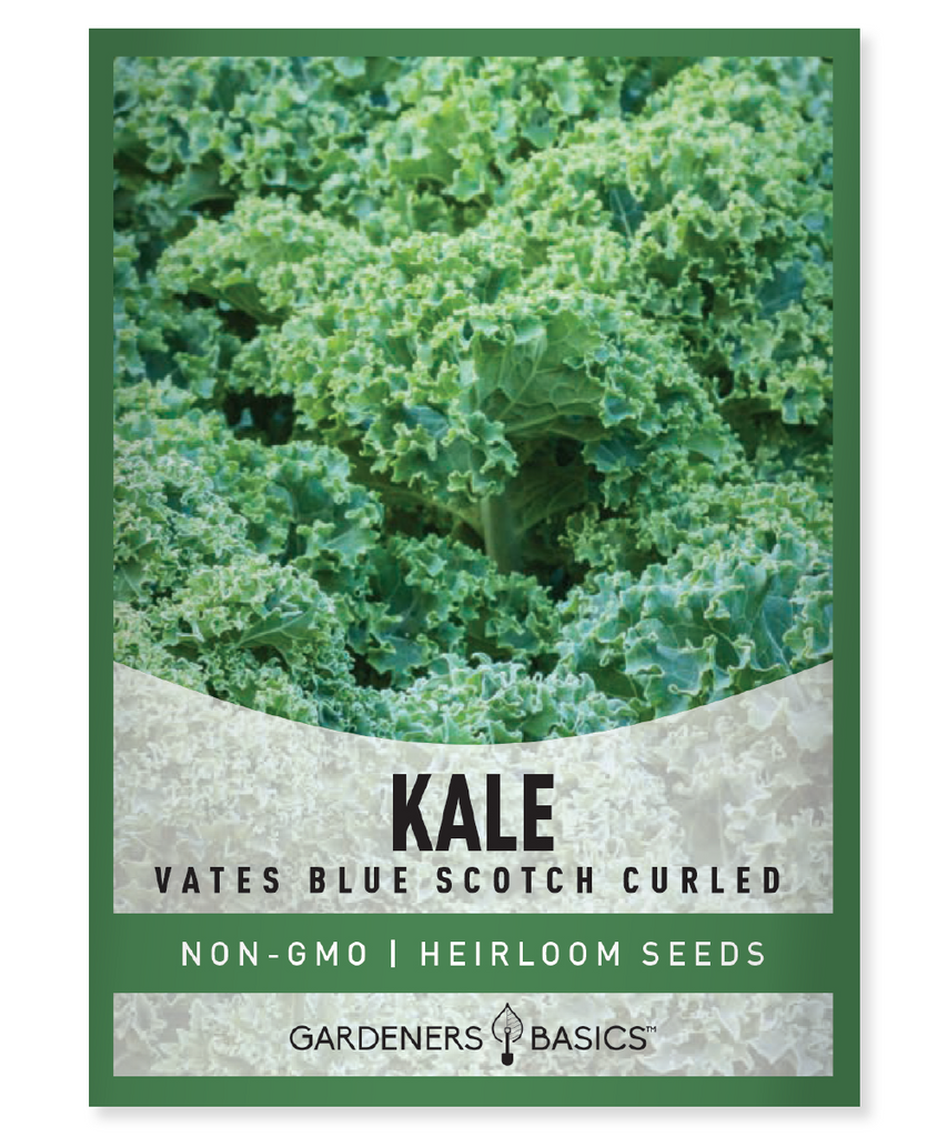 Vates Blue Scotch Curled Kale Seeds For Planting Non-GMO Lettuce Seeds For Home Vegetable Garden