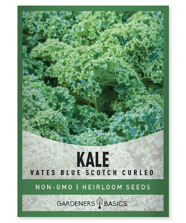 Vates Blue Curled Scotch Kale Seeds